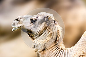 Dromedary or camel Camelus dromedarius close profile portrait