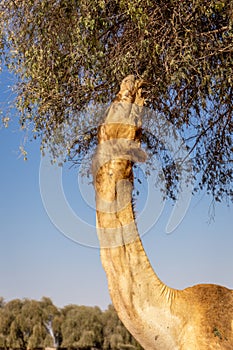 Dromedary camel (Camelus dromedarius) grazing leaves of acacia tree, Digdaga Farm, United Arab Emirates