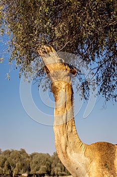 Dromedary camel (Camelus dromedarius) grazing leaves of acacia tree, Digdaga Farm, United Arab Emirates