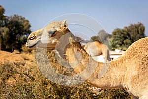 Dromedary camel (Camelus dromedarius) head and neck in profile in a desert farm, UAE.