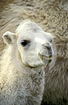 Dromedary Camel, camelus dromedarius, Portrait of Young