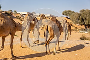 Dromedary camel caravan (Camelus dromedarius) walking through the desert, UAE.