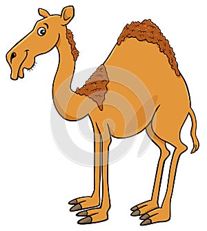 Dromedary camel cartoon animal character