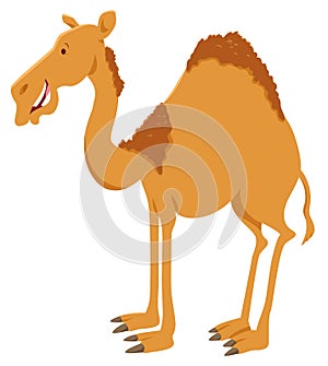 Dromedary camel cartoon animal character