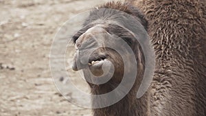 Dromedary camel chewing in super slow motion