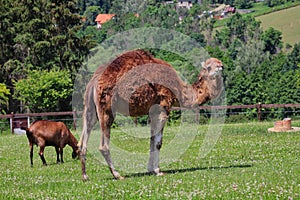 Dromedary Camel with Domestic Goat