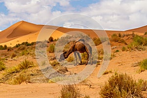 Dromedary Camel. Erg Chebbi, Morocco, Africa