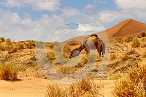 Dromedary Camel. Erg Chebbi, Morocco, Africa