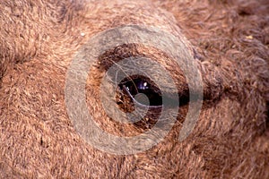 Dromedary Camel Eye  29886