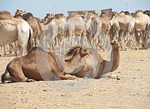 Dromedary camel and goat at a market