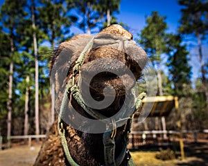 A dromedary camel grins for the camera at a wildlife rescue zoo.