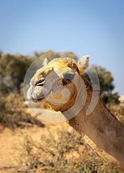 Dromedary camel head (Camelus dromedarius) head, with ghaf trees in the background.