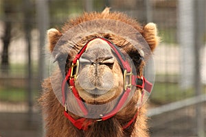 Dromedary Camel Head-On Portrait