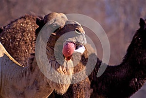 Dromedary Camel Inflates Palate   29896