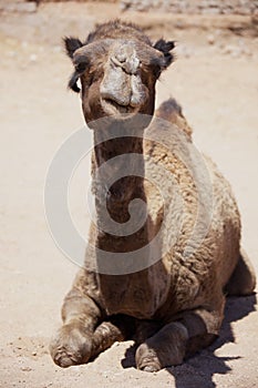 Dromedary (camel) laying on desert ground.