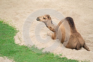Dromedary camel lying on sand