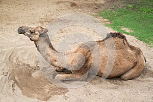 Dromedary camel lying on sand