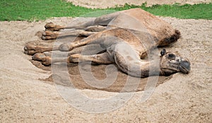 Dromedary camel lying on sand