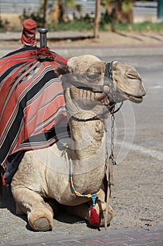 Dromedary Camel near Jericho