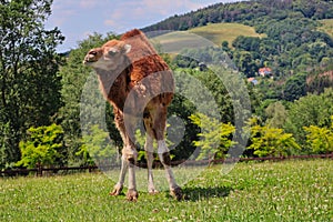 Dromedary Camel with One Hump during Sunny Day