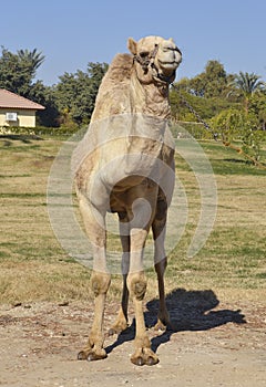 Dromedary camel in a park