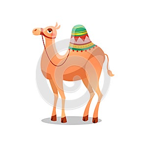 Dromedary camel with a saddle. Raster illustration in flat cartoon style on white background.