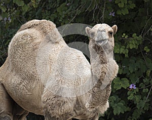 Dromedary Camel