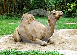 Dromedary camel sit on sand