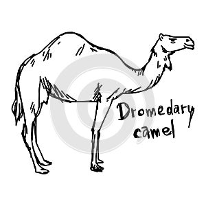 dromedary camel standing on the sand - vector illustration sketch hand drawn with black lines, isolated on white background