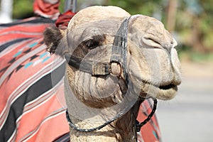 Dromedary Camel on the Street near Jericho