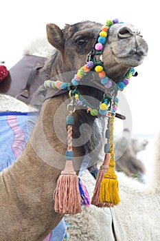 Dromedary camel wearing a colourful bridle
