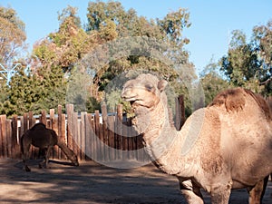 Dromedary Camels