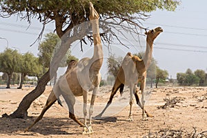 Dromedary camels Camelus dromedarius standing and reaching trees in the United Arab Emirates desert sand