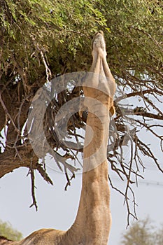 Dromedary camels Camelus dromedarius standing and reaching trees in the United Arab Emirates desert sand