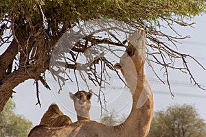 Dromedary camels Camelus dromedarius standing and reaching trees in the United Arab Emirates desert sand