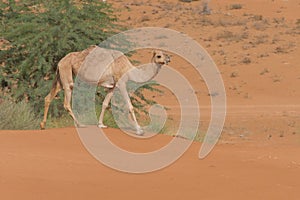 A dromedary camels Camelus dromedarius walking across the desert sand in the United Arab Emirates