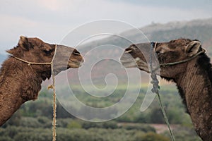 The dromedary camels of Morroco photo