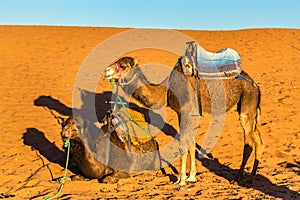 Dromedary camels resting at Erg Chebbi dunes of Sahara desert. Merzouga, Morocco