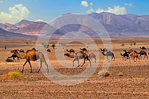 Dromedary camels in Sahara, Morocco, Africa