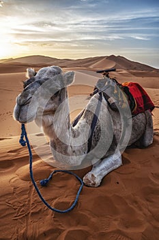 Dromedary camels sitting on sand in desert against sky during sunset