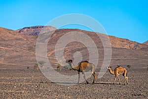 The dromedary camels walking in the Sahara Desert in the Anti-Atlas Mountains in Morocco photo