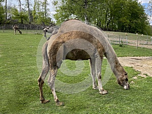 Dromedary, Camelus dromedarius