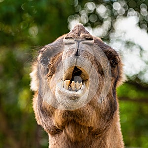 Dromedary, Camelus dromedarius in Jerez de la Frontera, Andalusia, Spain