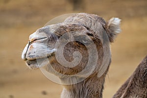 Dromedary, Camelus dromedarius in Jerez de la Frontera, Andalusia, Spain