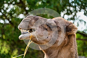 Dromedary, Camelus dromedarius in Jerez de la Frontera, Andalusia, Spain