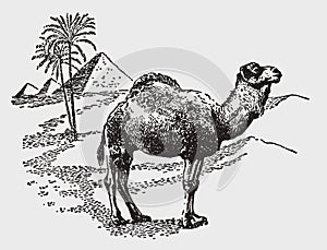 Dromedary camelus dromedarius standing in the sahara desert in front of a palm and three pyramids