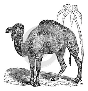 Dromedary or  Camelus dromedarius vintage engraving