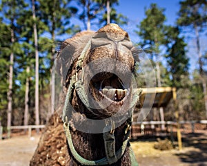 A dromedary camera grins for the camera.