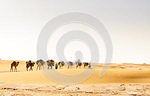 Dromedary caravan, Draa valley (Morocco)