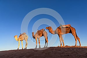 Dromedary caravan in Erg Chigaga at sunrise, Morocco